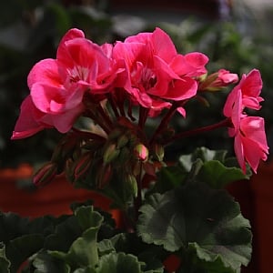 Geranium 'Helene Pink Eye'