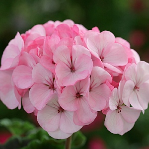 Geranium 'Horizon Appleblossom' 6 pack