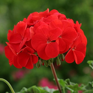 Geranium 'Horizon Red' 6 pack