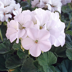 Geranium 'Horizon White' 6 pack