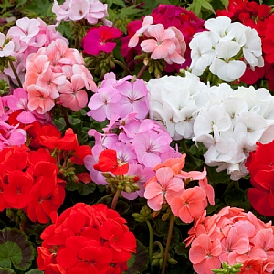 Geranium 'Horizon Select Mix' 6 pack