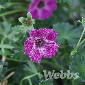 Geranium 'Jolly Jewel Lilac'