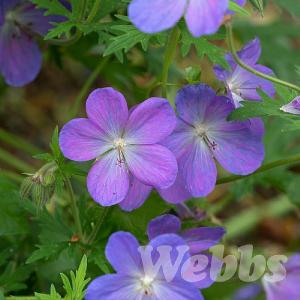 Geranium 'Johnson's Blue'