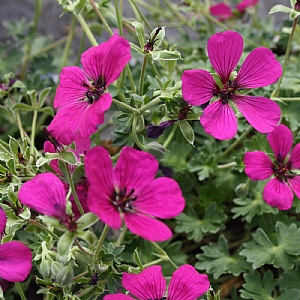 Geranium cinereum 'Jolly Jewel Red'
