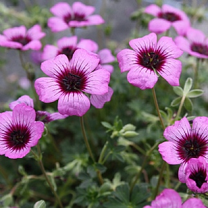 Geranium cinereum 'Jolly Jewel Silver'