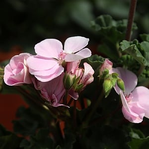 Geranium 'Karen Light Pink'