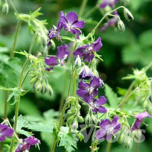 Geranium phaeum 'Lily Lovell'