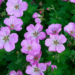 Geranium 'Mavis Simpson'