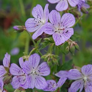 Geranium pratense 'Mrs Kendall Clark'