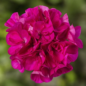 Geranium Mojo 'Dark Pink'
