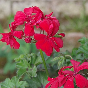 Geranium 'Moonflair Red'