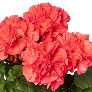Geranium Mojo 'Salmon'