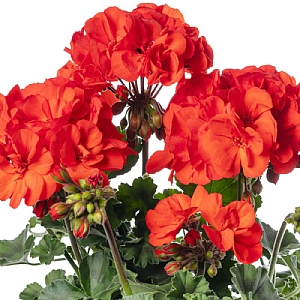 Geranium Mojo 'Scarlet'