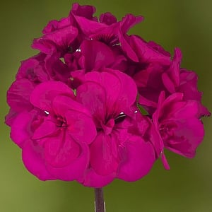 Geranium Mojo 'Violet'