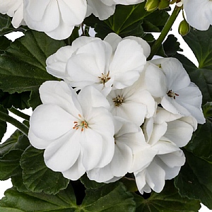 Geranium Mojo 'White'