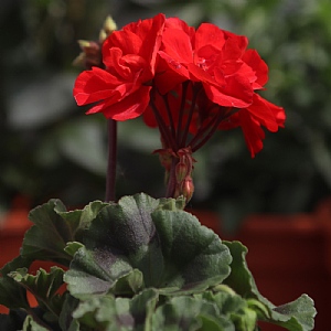 Geranium 'Mylena Red'
