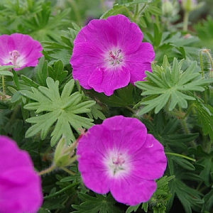 Geranium 'New Hampshire Purple'