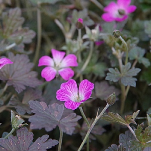 Geranium 'Orkney Cherry'