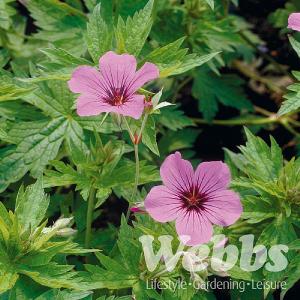 Geranium 'Patricia'