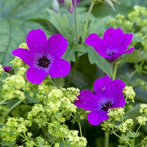 Geranium 'Red Admiral'