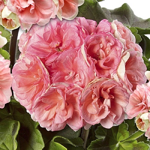 Geranium 'Rosebud Astrid'