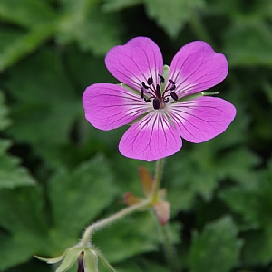 Geranium wallichianum 'Rosetta'