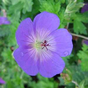 Geranium 'Rozanne'