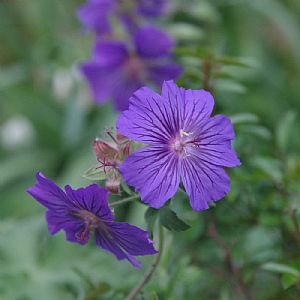 Geranium 'Sabani Blue'