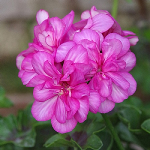 Geranium 'Sunflair Lollipop Candy Pink'