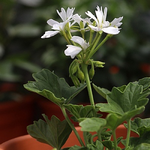 Geranium 'Starry White'