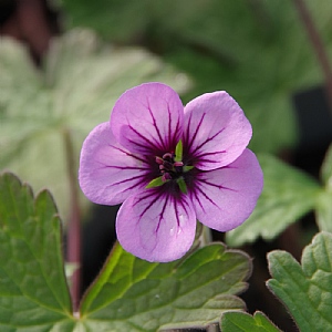 Geranium 'Storm Chaser'