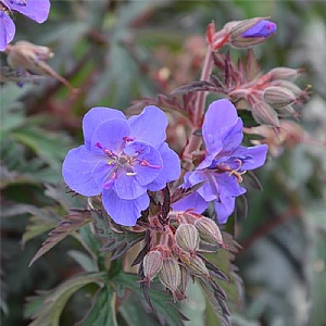 Geranium pratense 'Storm Cloud'