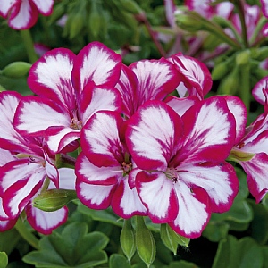 Geranium 'Villetta Burgundy White'