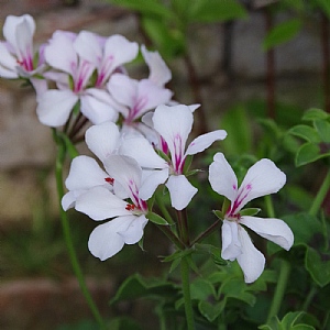 Geranium 'Villetta White'
