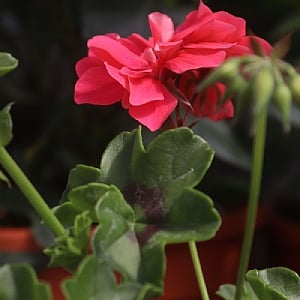 Geranium 'Atlantic Melon'