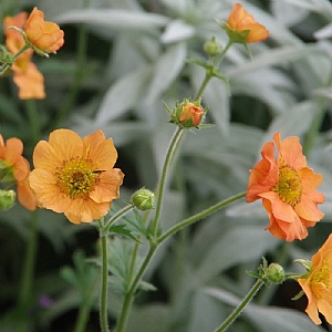 Geum 'Totally Tangerine'