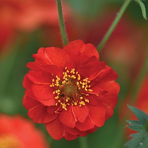 Geum 'Blazing Sunset'