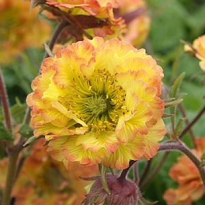 Geum 'Can Can'