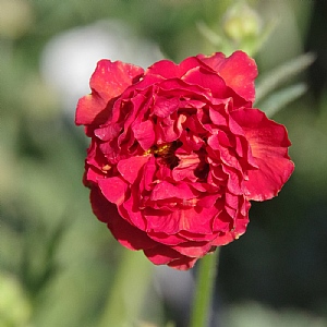 Geum 'Firestarter'