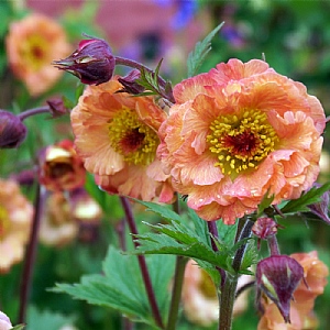 Geum 'Mai Tai'