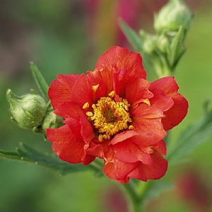 Geum 'Mrs J. Bradshaw'
