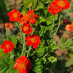 Geum 'Orange Pumpkin'