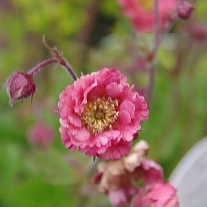 Geum 'Pink Petticoats'