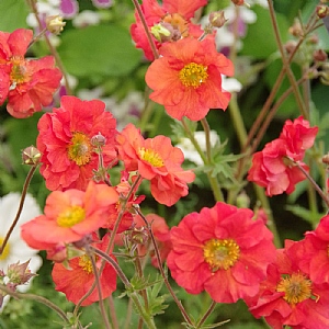 Geum 'Scarlet Tempest'