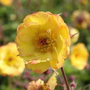 Geum 'Tequila Sunrise'