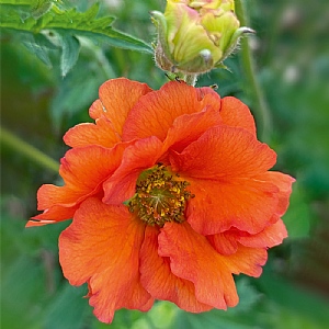 Geum 'Tropical Tempest'