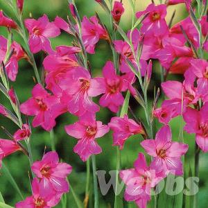 Gladiolus byzantinus