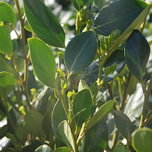 Griselinia littoralis 'Green Horizon'