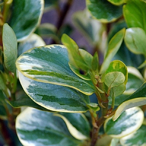 Griselinia littoralis 'Variegata'