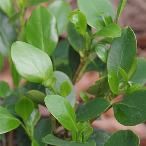 Griselinia 'Redge'